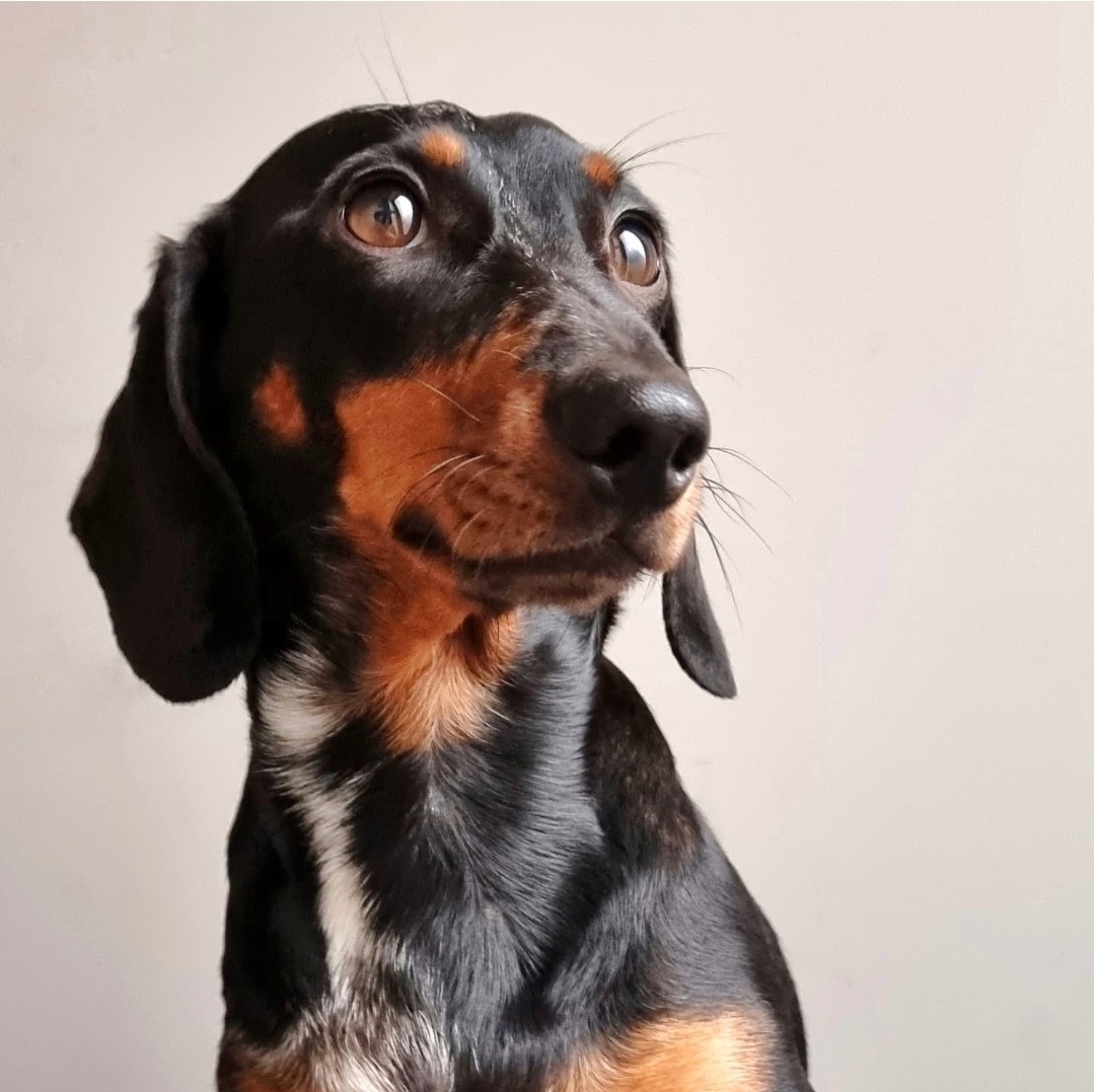 Hire a miniature Dachshund