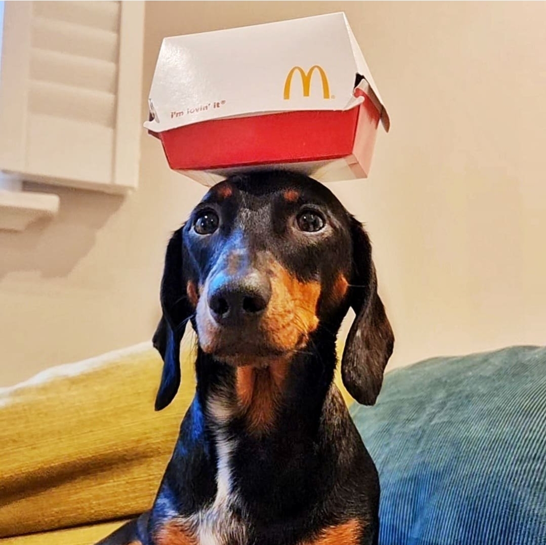 Dachshund balancing box on head