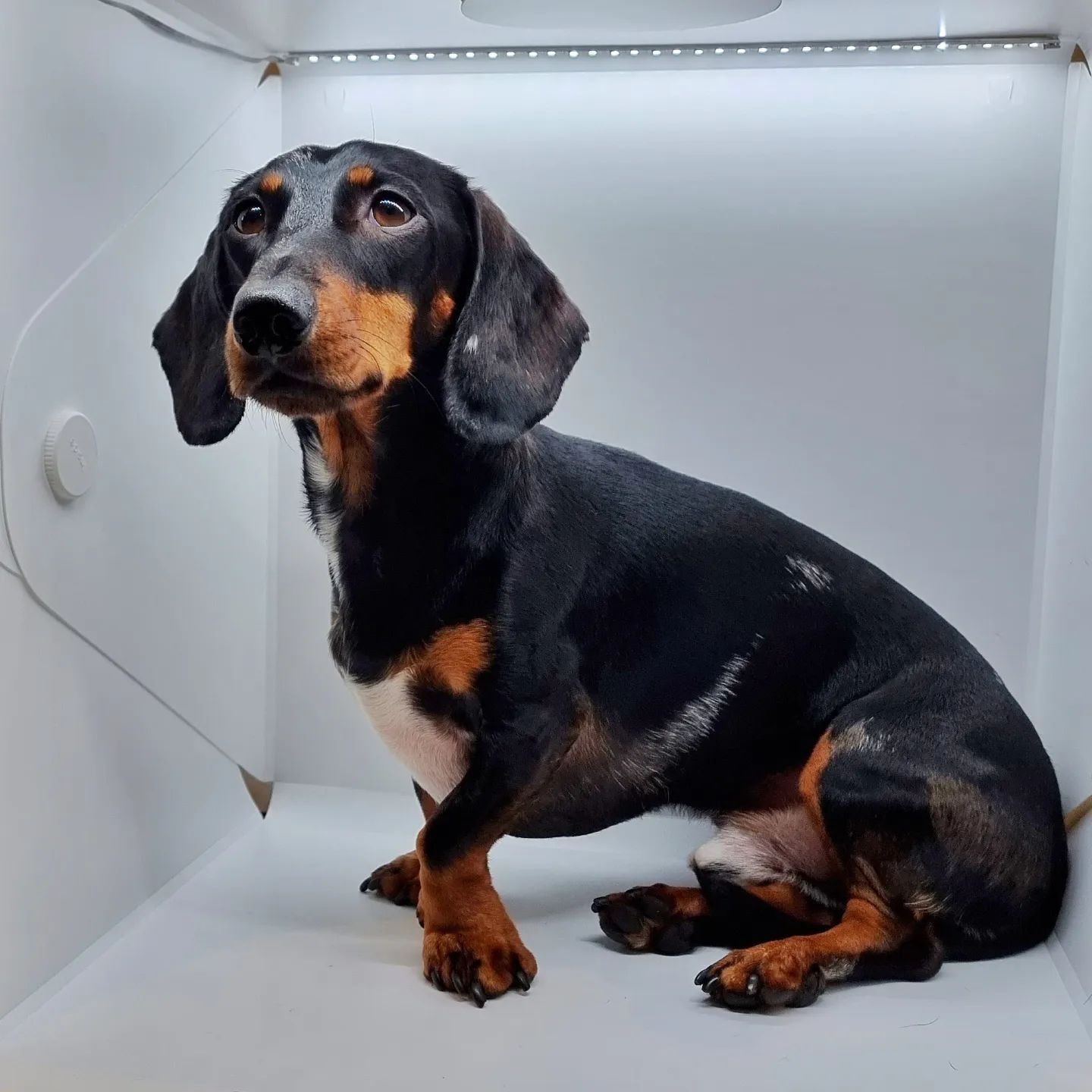 Miniature Dachshund sitting