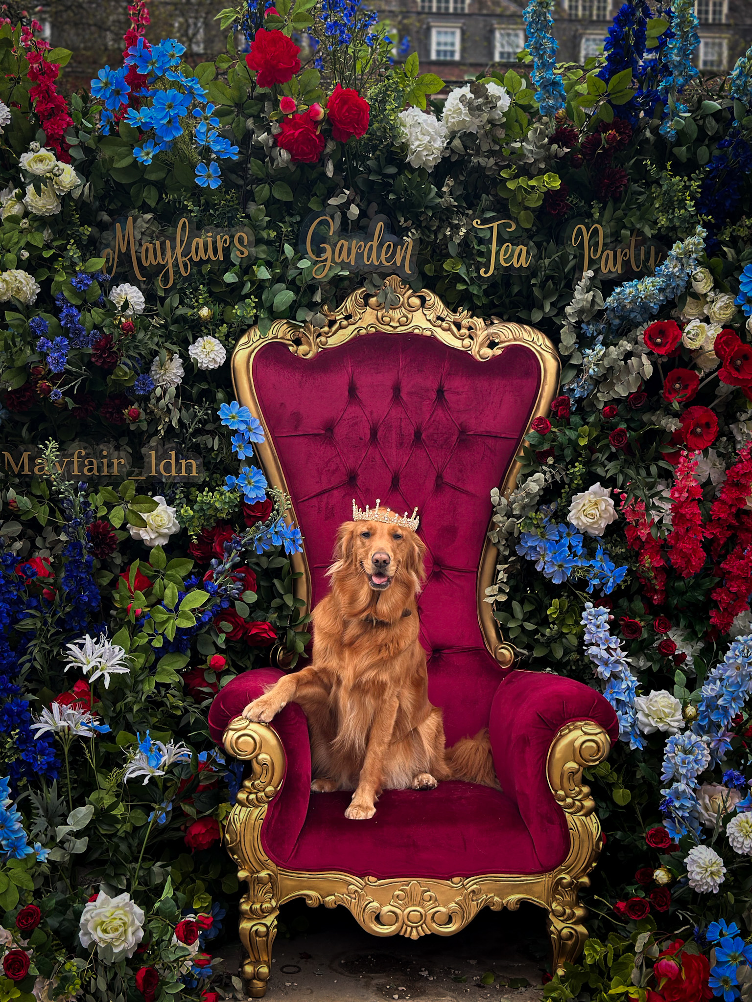 Golden Retriever dog Dublin