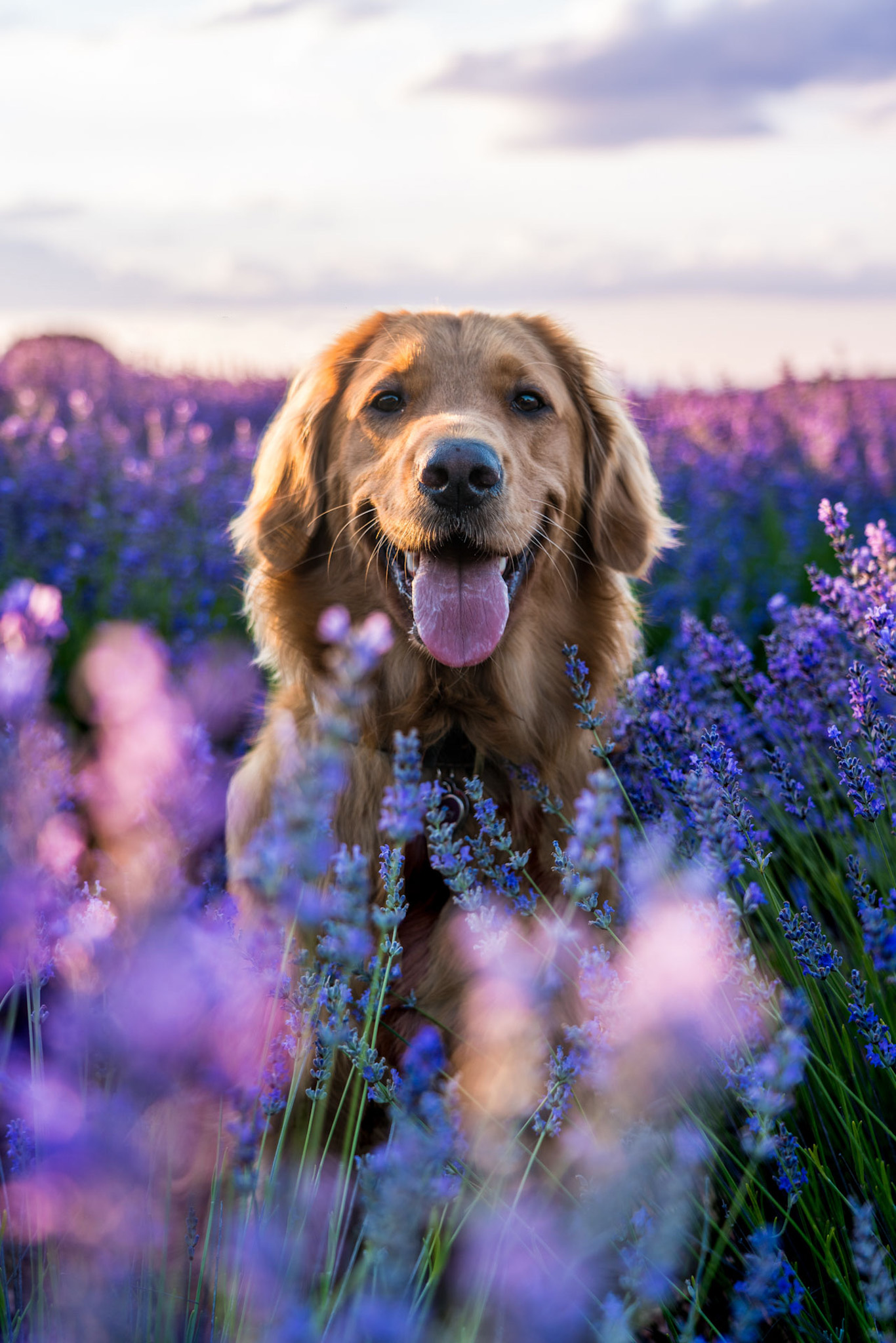 Golden Retriever dog Dublin