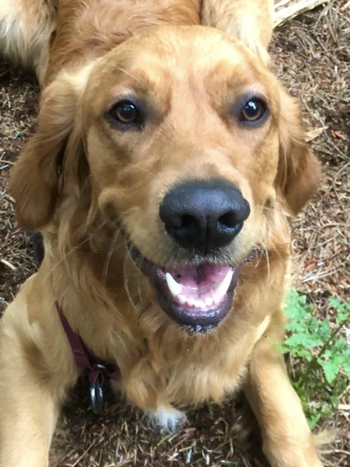 Golden Retriever model