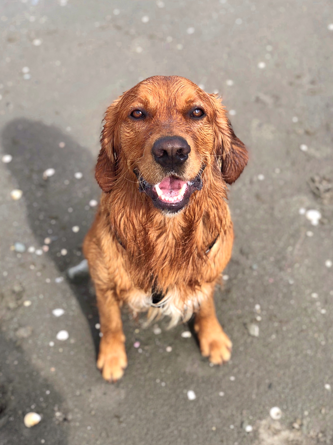 Golden Retriever dog model