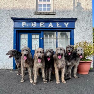The Wolfhound Experience a pack of grey Irish Wolfhounds