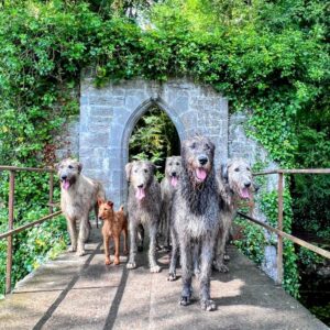 The Wolfhound Experience a pack of grey Irish Wolfhounds